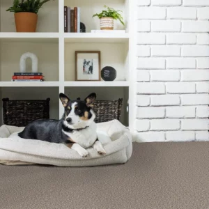 Pet friendly flooring | CarpetsPlus Of Wisconsin